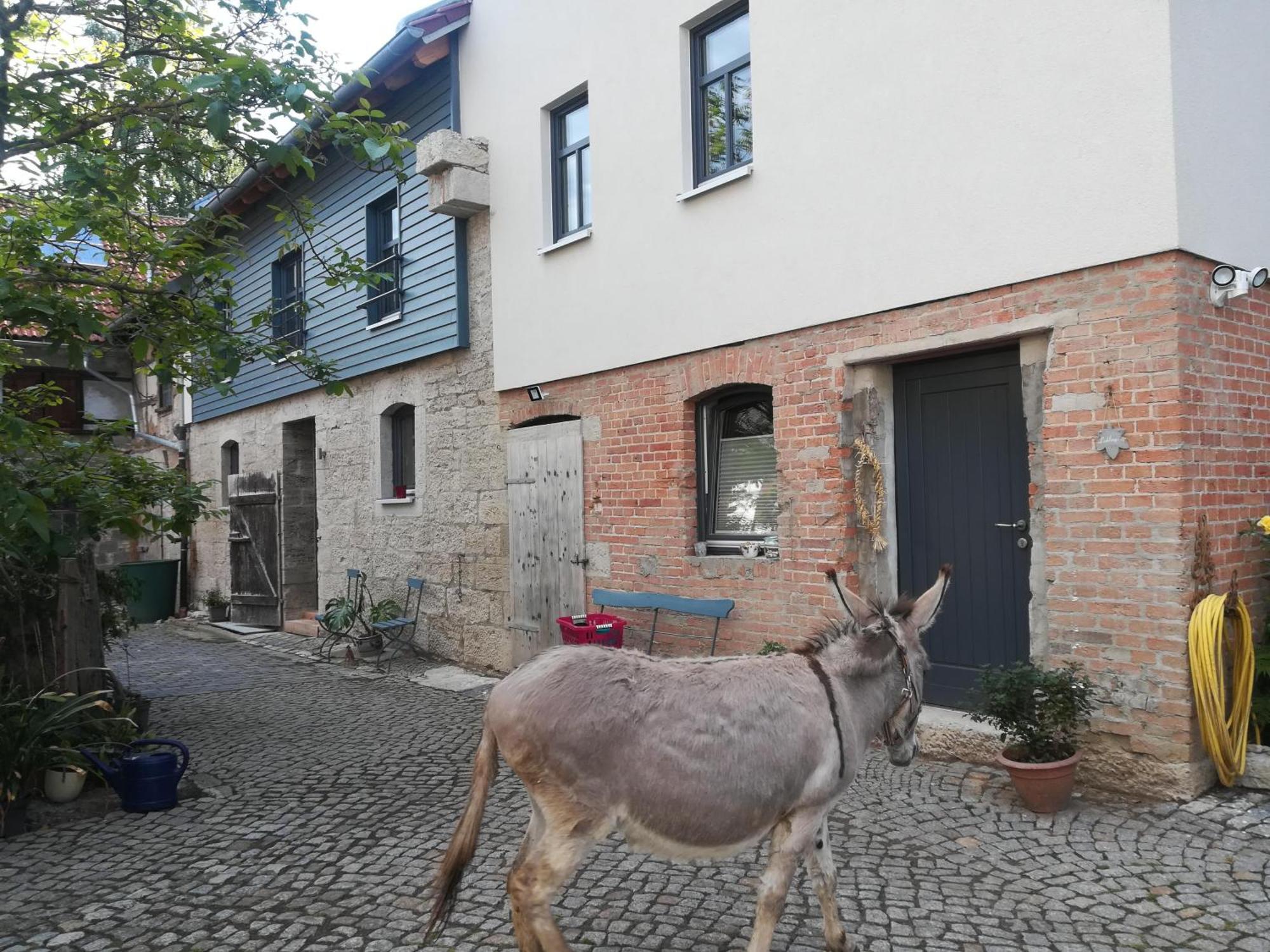 Ferienhof"Waldesel Rippersroda" Екстер'єр фото